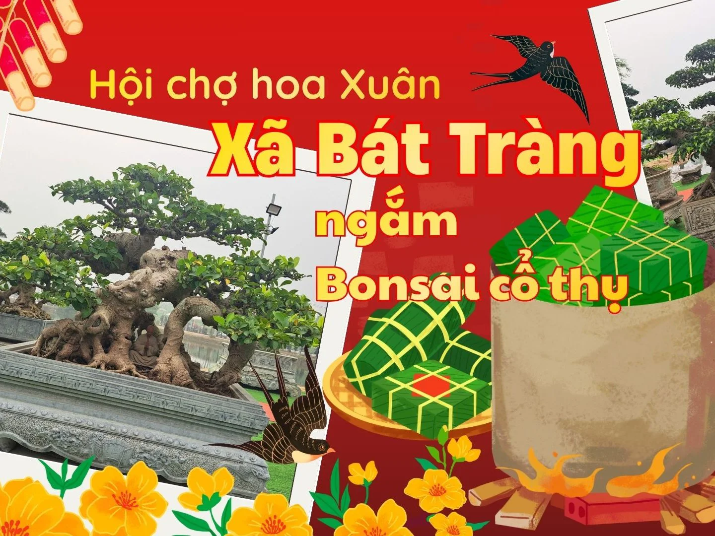 Hội chợ hoa Xuân Bát Tràng ngắm bonsai cổ thụ