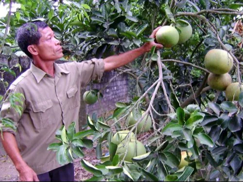 Thương binh thời bình: Không đầu hàng số phận