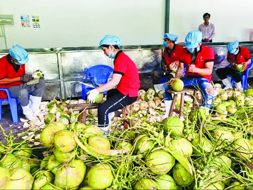 Tín dụng 2026: Thúc đẩy tái cấu trúc ngành rau quả xuất khẩu trong chu kỳ tăng trưởng mới