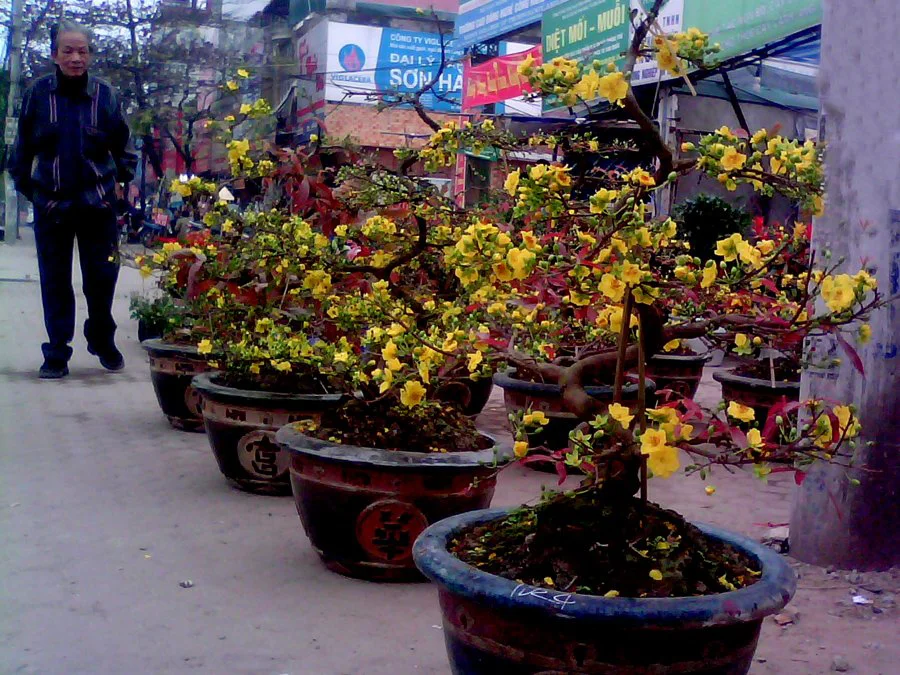 Xuân về, tản mạn chuyện hoa