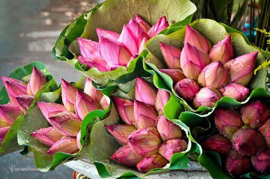 Tháng 6 mùa sen...