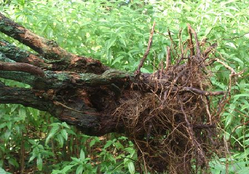 Tăng cường miễn dịch trong điều trị ung thư