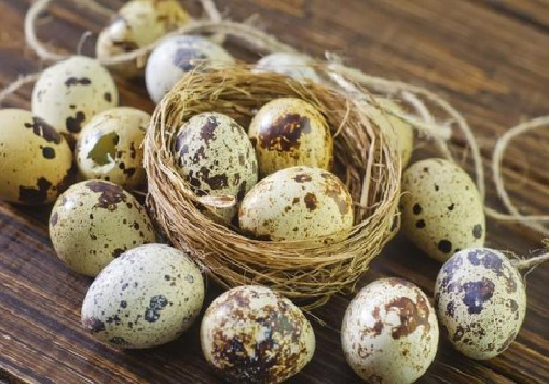 Ăn trứng cút mỗi ngày để sống lâu