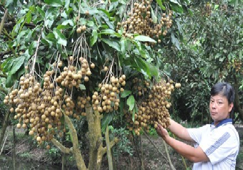 Cây 'ngoại lai' thu ngoại tệ