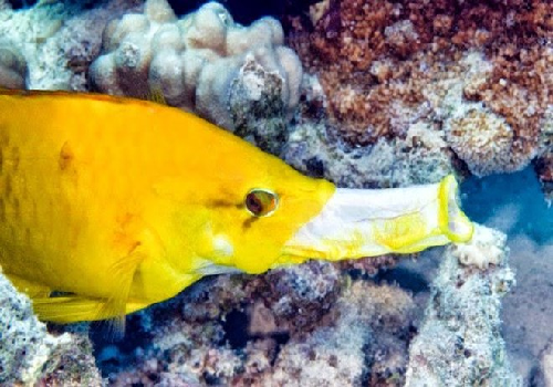 Loài cá có cái miệng xấu nhất quả đất!