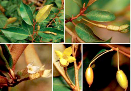 Phát hiện một loài nhót mới ở Lâm Đồng