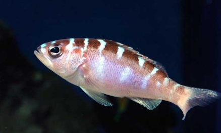 Loài cá thay đổi giới tính 20 lần một ngày