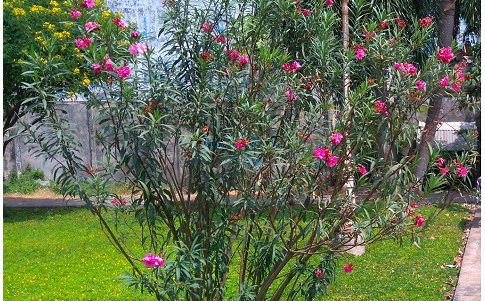 Loài cây cực độc ở khắp mọi nơi có thể gây chết người