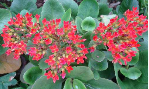 Dược liệu tuyệt vời trị bách bệnh