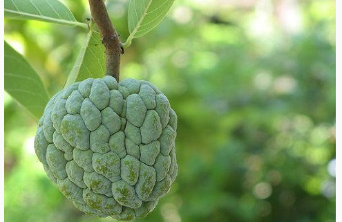 Nguy cơ ngộ độc vì ăn na sai cách