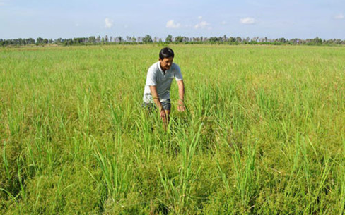 Dịch chuột có nguy cơ lan rộng tại ĐBSCL