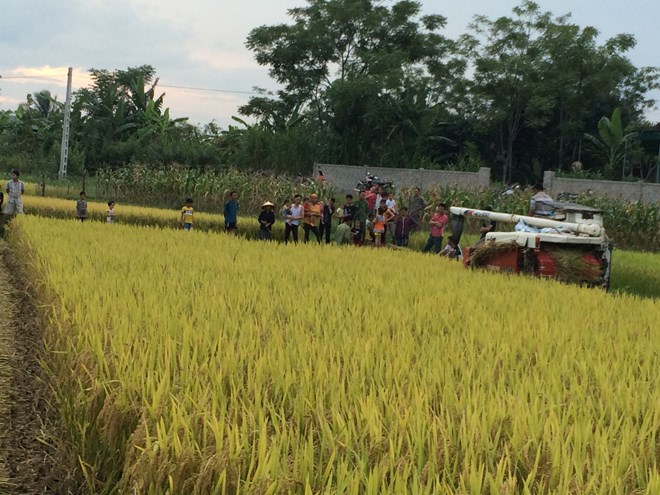 Mang máy gặt đi gặt lúa, phải nộp cho xã 2 triệu tiền bảo lãnh