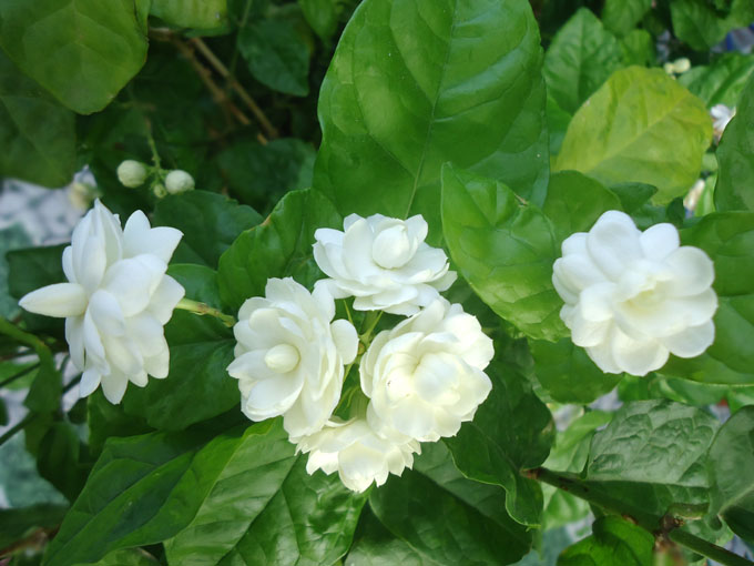 Trị mất ngủ hiệu quả nhờ phương pháp đơn giản