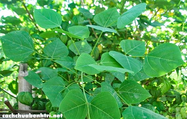 Trị mất ngủ hiệu quả nhờ phương pháp đơn giản