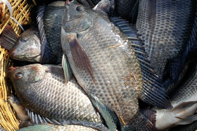 Nông dân “khóc ròng” vì tin đồn thất thiệt