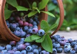 Những loại trái cây chống ung thư hữu hiệu