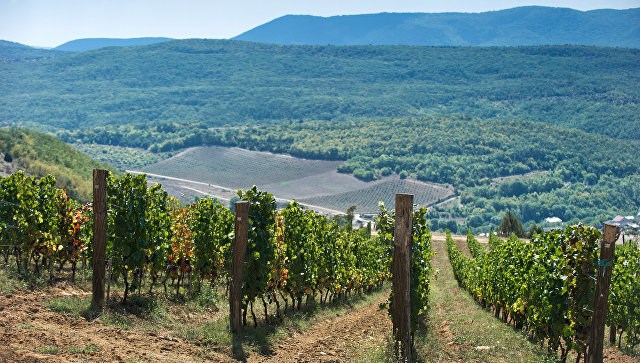 Rượu vang Nga bất ngờ 'phất' nhờ... bị phương Tây trừng phạt