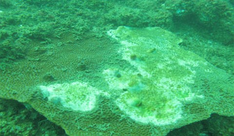 Liên Bộ thông tin về môi trường biển miền Trung hậu Formosa