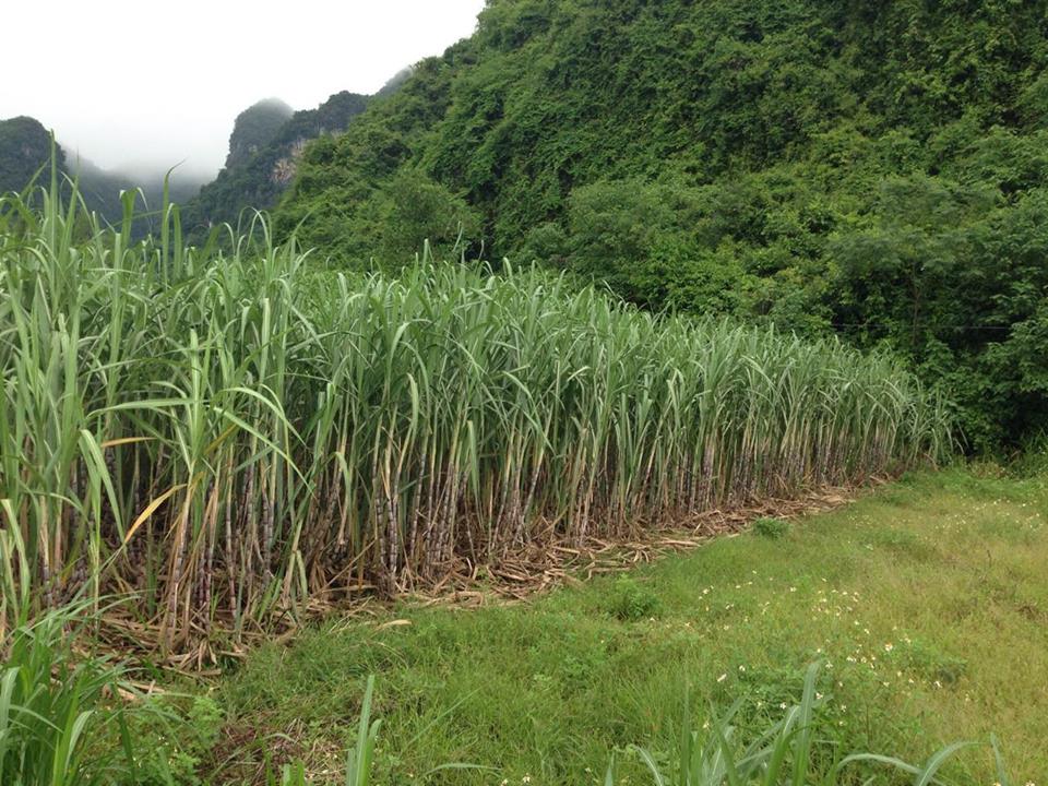 Công ty CP Mía đường Sông Con: Chuẩn bị sẵn sàng cho vụ ép mới