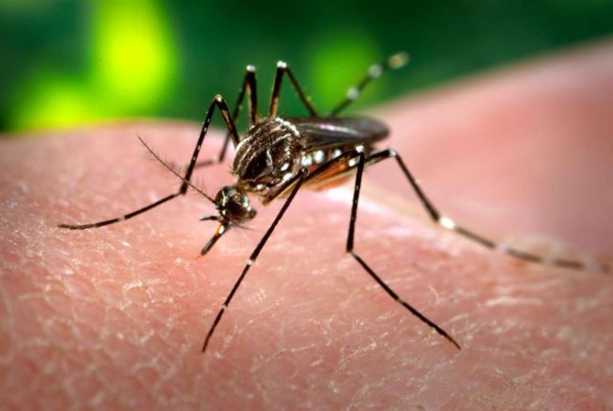 Bộ Y tế yêu cầu tỉnh Bình Dương xử lý ổ dịch virus Zika