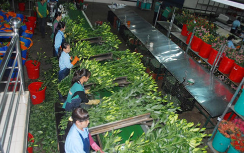 Hoa Đà Lạt tăng giá mạnh trước 20/10