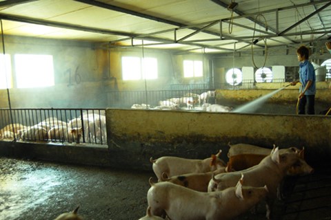 Chất tạo nạc mới có thể gây ung thư: Vẫn chưa có trong danh mục cấm