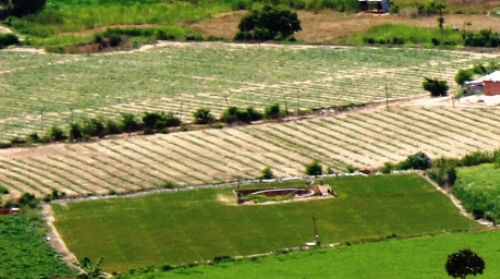 Dân Khánh Hòa hốt bạc nhờ trồng tỏi Lý Sơn