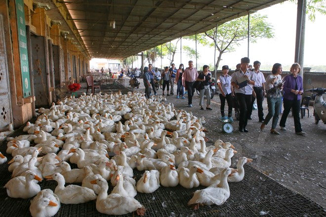 Quan chức cấp cao Bộ Y tế Hoa Kỳ thị sát chợ gia cầm lớn nhất miền Bắc