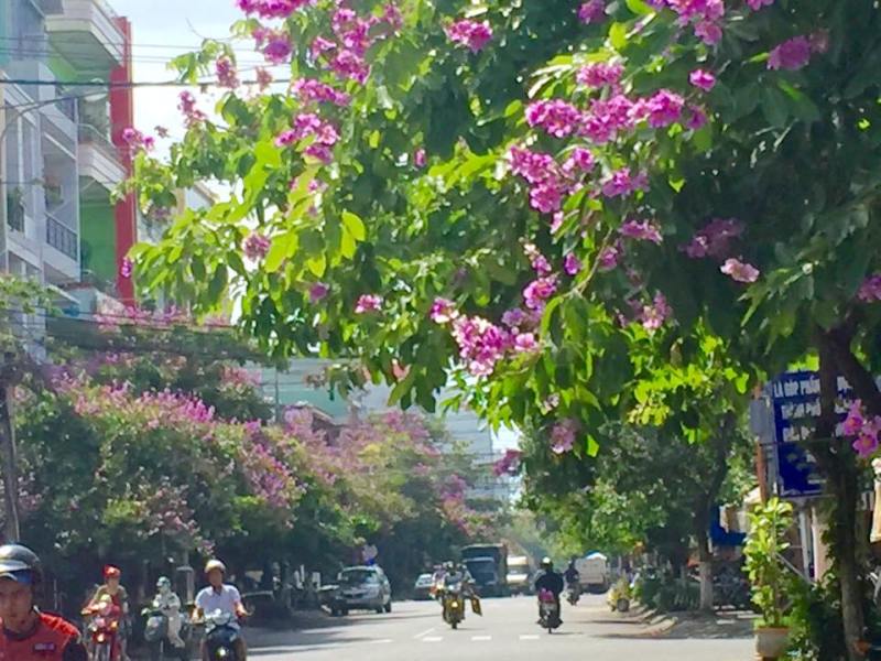 Đà Nẵng: Địa phương đầu tiên mua bảo hiểm cho cây xanh