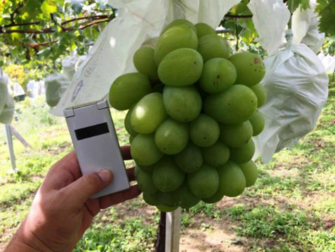 Siêu thực phẩm nho mẫu đơn hơn 1 triệu đồng/kg đắt khách