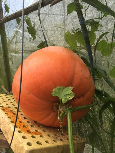 Bí ngô khổng lồ 5 triệu đồng khách tranh nhau mua