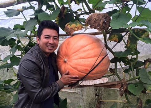 Bí ngô khổng lồ 5 triệu đồng khách tranh nhau mua