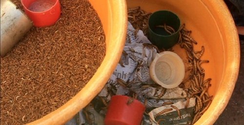 'Chợ đàn ông' ở Sài thành