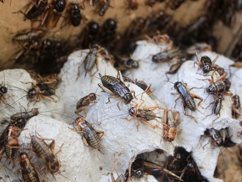 'Chợ đàn ông' ở Sài thành