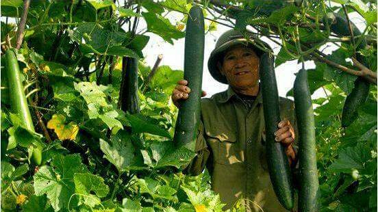 Bắc Thành (Yên Thành - Nghệ An): Những tín hiệu vui khi về đích nông thôn mới