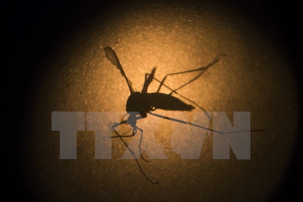 Mỹ thử nghiệm vắcxin phòng ngừa virus Zika trên cơ thể người