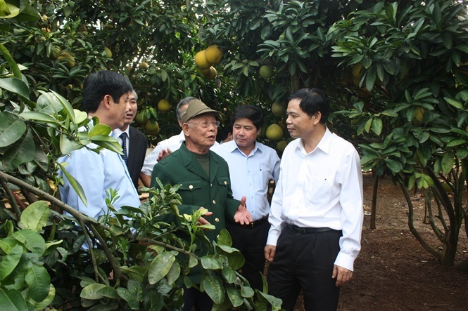 Người có vườn bưởi đỏ vạn quả, lãi ròng cả tỷ đồng