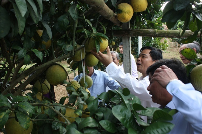 Người có vườn bưởi đỏ vạn quả, lãi ròng cả tỷ đồng