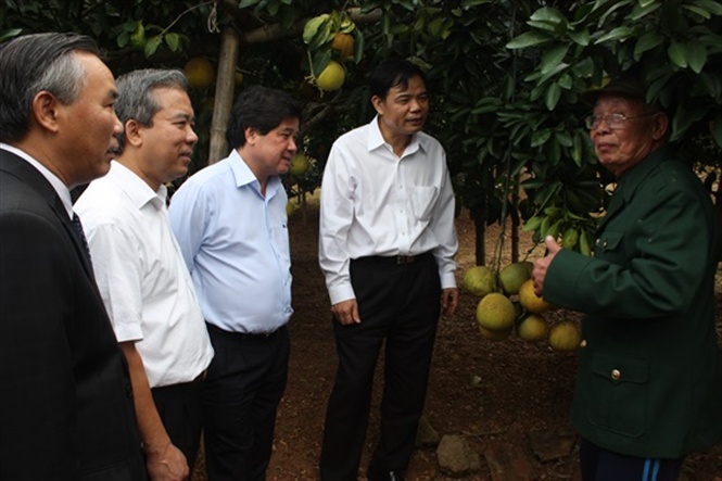 Người có vườn bưởi đỏ vạn quả, lãi ròng cả tỷ đồng