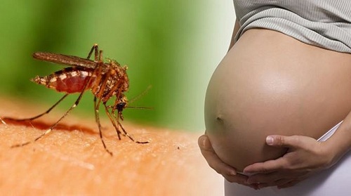 Hàng diệt muỗi ăn theo bệnh do virus Zika tại TPHCM