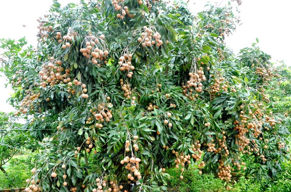 Đặc sản của mảnh đất phố Hiến mang lại hiệu quả kinh tế cao