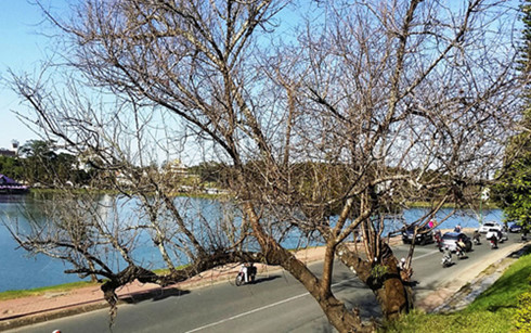 Dừng tổ chức ngày hội hoa anh đào Đạt Lạt vì hoa không nở