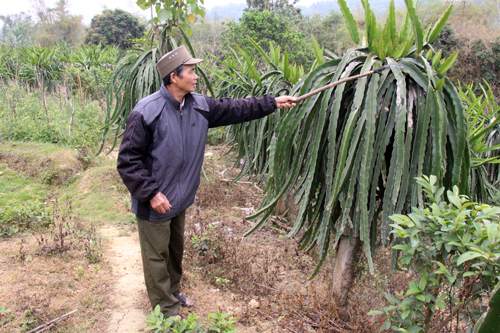 Cựu chiến binh làm kinh tế giỏi