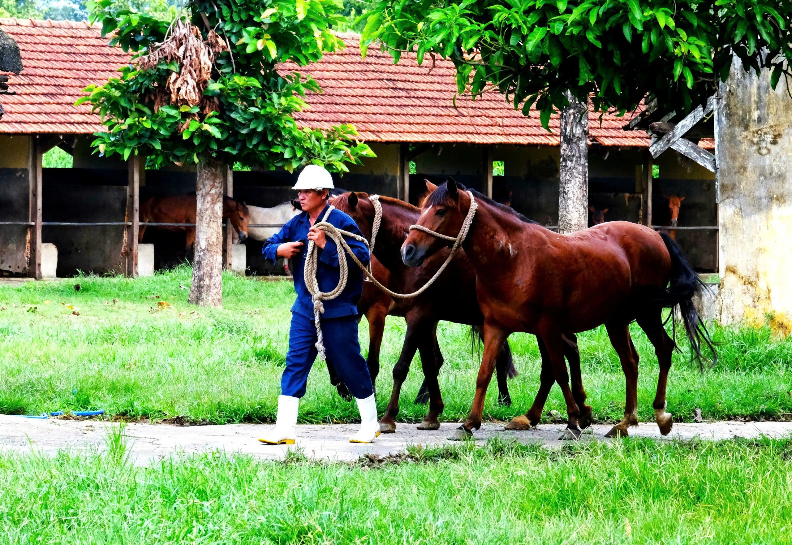 Năm mới Bính Ngọ thăm đàn ngựa “cứu người”