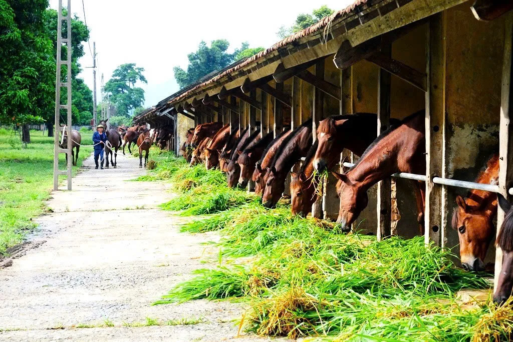 Năm mới Bính Ngọ thăm đàn ngựa “cứu người”