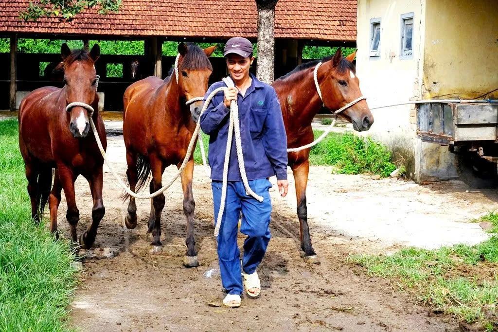 Năm mới Bính Ngọ thăm đàn ngựa “cứu người”