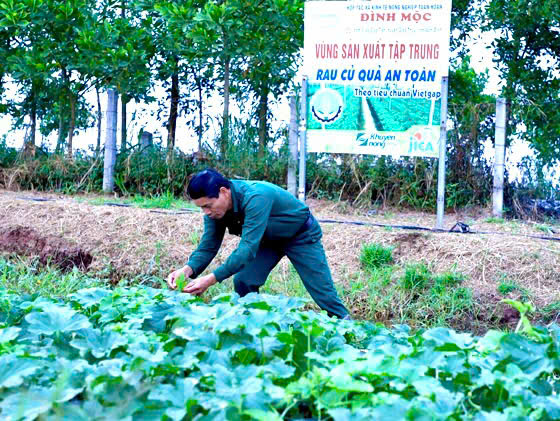 Về thăm HTX Kinh tế nông nghiệp tuần hoàn Đình Mộc